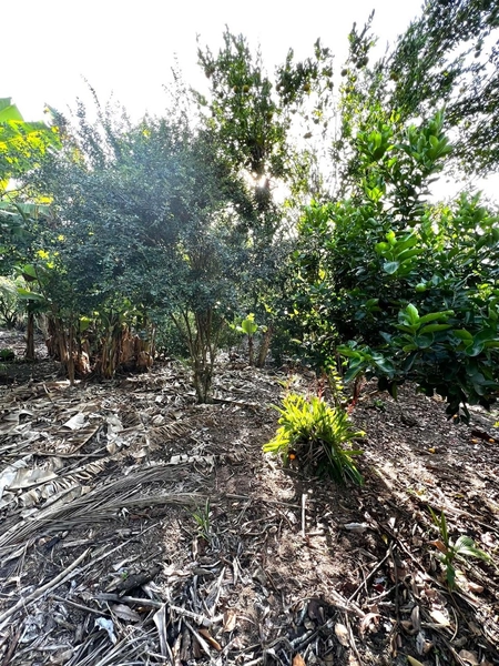 TERRENO EM MAQUINÉ: 13ª foto da galeria de imagens do imóvel
