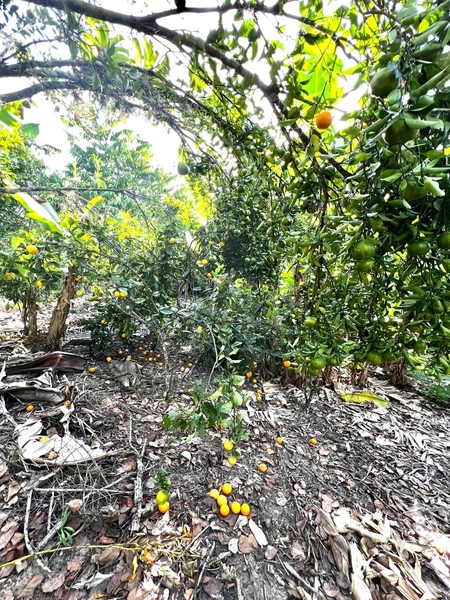 TERRENO EM MAQUINÉ: 16ª foto da galeria de imagens do imóvel