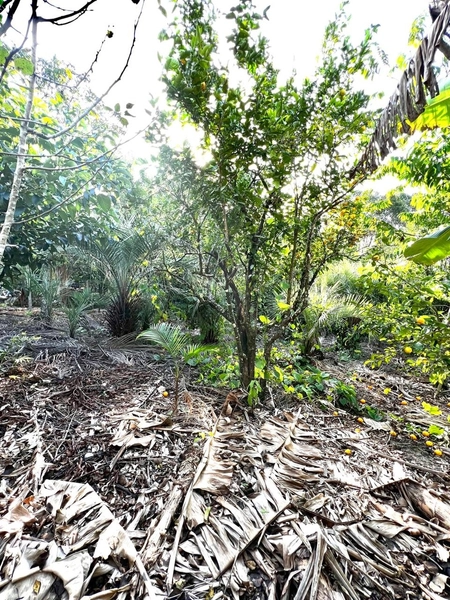 TERRENO EM MAQUINÉ: 18ª foto da galeria de imagens do imóvel