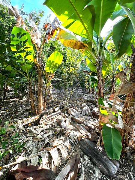 TERRENO EM MAQUINÉ: 19ª foto da galeria de imagens do imóvel