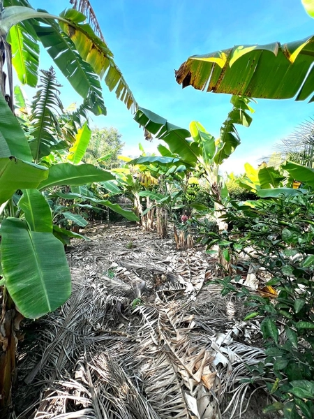 TERRENO EM MAQUINÉ: 17ª foto da galeria de imagens do imóvel