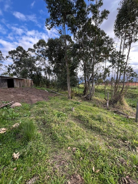 TERRENO EM TERRA DE AREIA: 3ª foto da galeria de imagens do imóvel