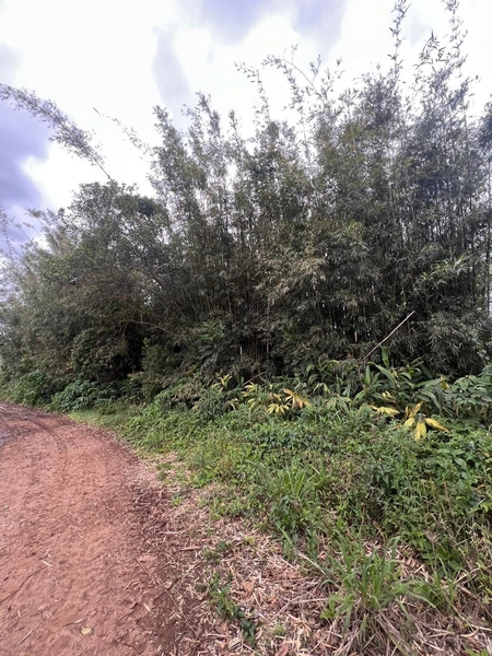 ÁREA DE TERRA EM TRÊS FORQUILHAS: 3ª foto da galeria de imagens do imóvel