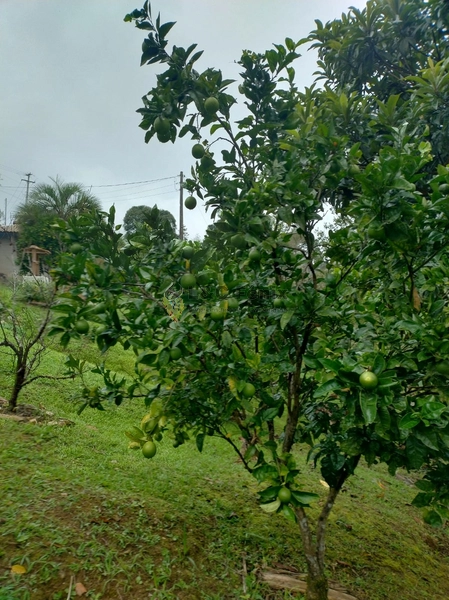 CHACARA RIO BRANCO DO SUL: 18ª foto da galeria de imagens do imóvel