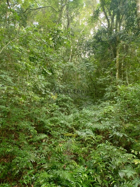 CHACARA RIO BRANCO DO SUL: 10ª foto da galeria de imagens do imóvel