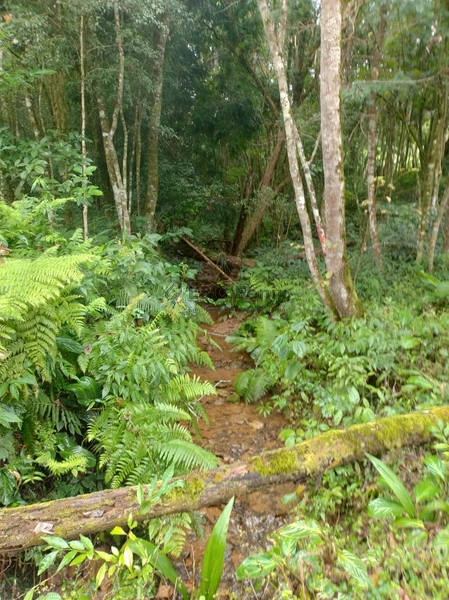 CHACARA RIO BRANCO DO SUL: 2ª foto da galeria de imagens do imóvel