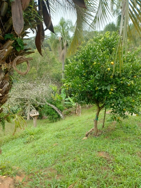 CHACARA RIO BRANCO DO SUL: 27ª foto da galeria de imagens do imóvel