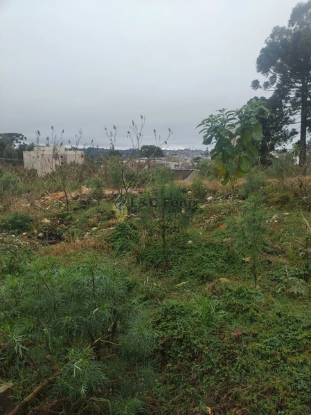Terreno à Venda – Oportunidade Imperdível para Construtoras!: 5ª foto da galeria de imagens do imóvel