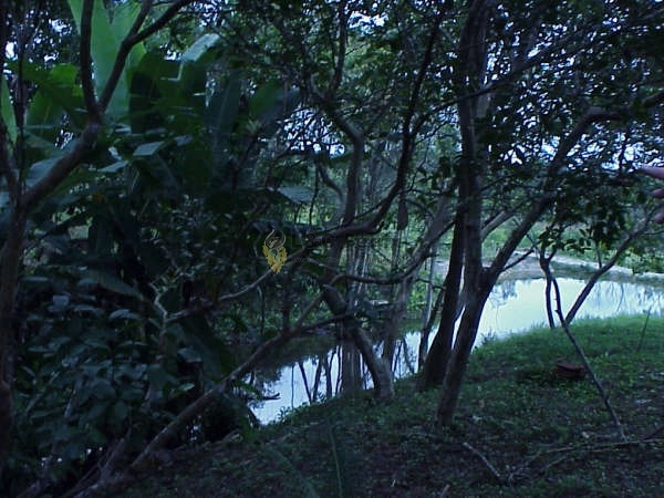 CHACARA EM ANTONINA: 15ª foto da galeria de imagens do imóvel