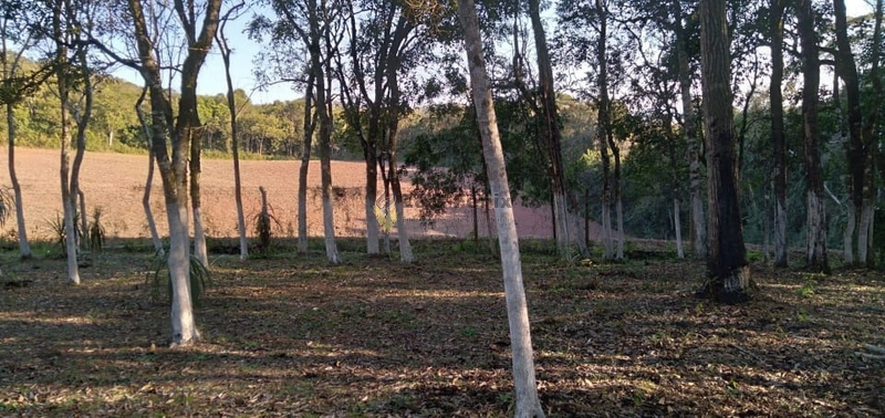 CHACARA EM CAMPO LARGO: 12ª foto da galeria de imagens do imóvel