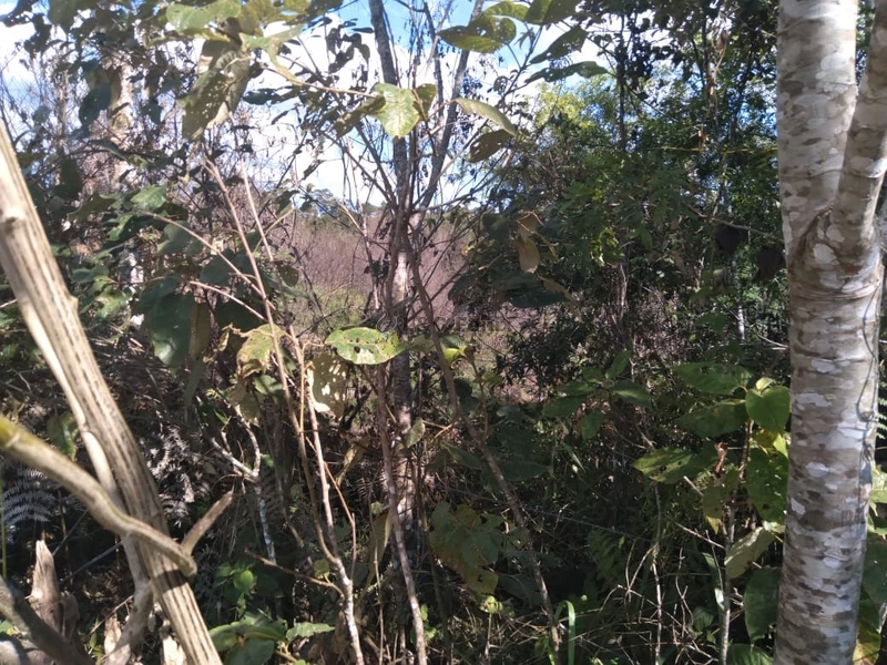 SÍTIO  A VENDA: 3ª foto da galeria de imagens do imóvel