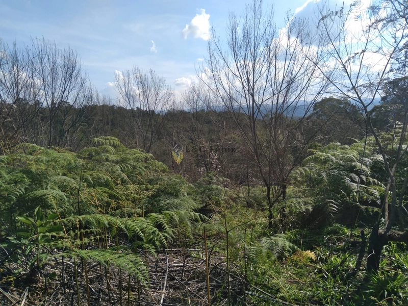 SÍTIO  A VENDA: 7ª foto da galeria de imagens do imóvel