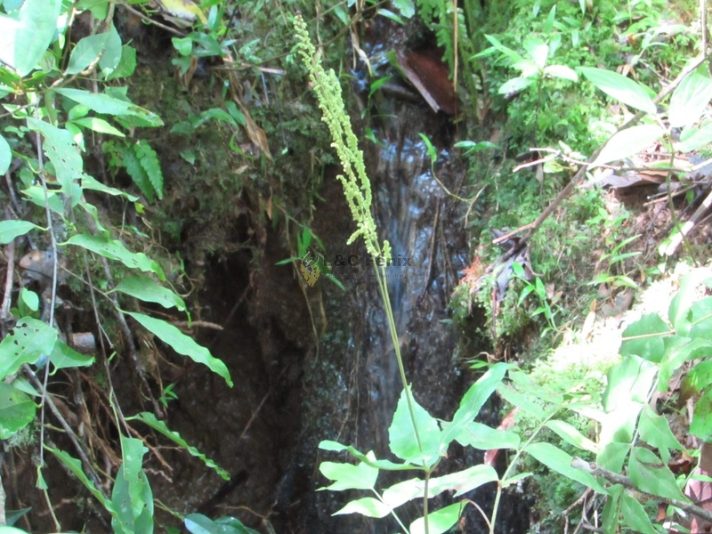 SÍTIO  A VENDA: 9ª foto da galeria de imagens do imóvel