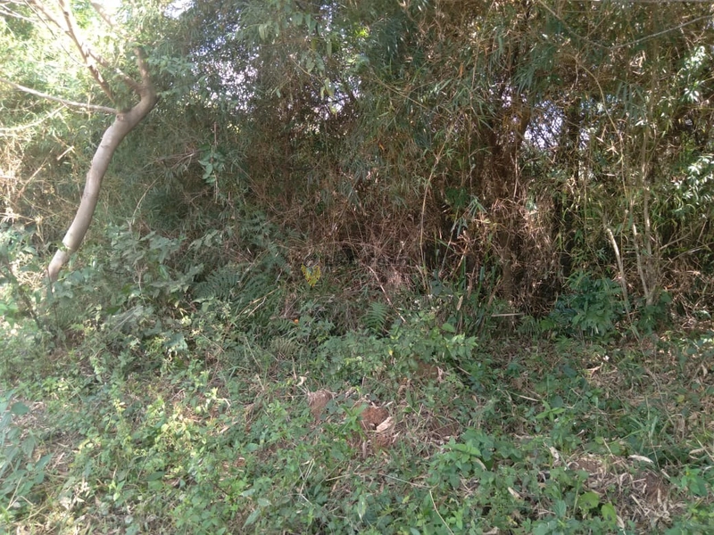 SÍTIO  A VENDA: 2ª foto da galeria de imagens do imóvel