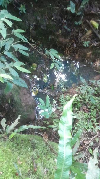 SÍTIO  A VENDA: 11ª foto da galeria de imagens do imóvel