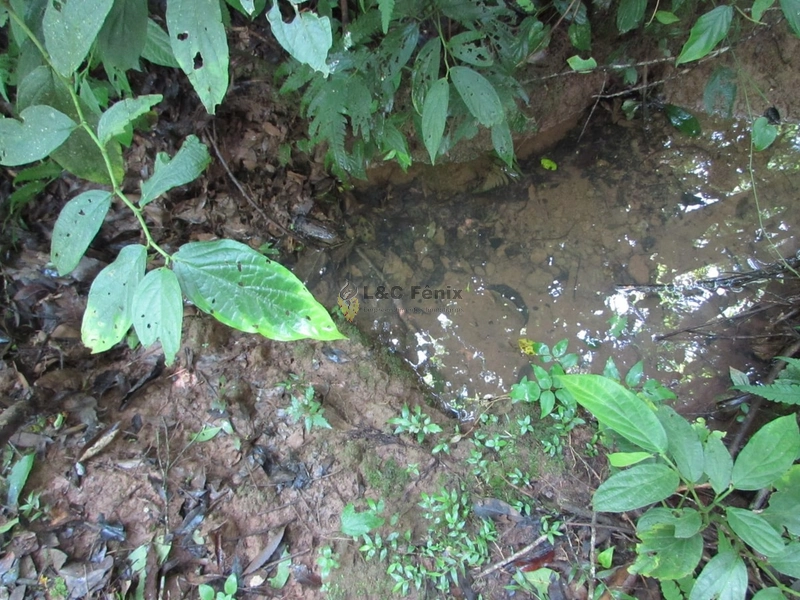 SÍTIO  A VENDA: 13ª foto da galeria de imagens do imóvel