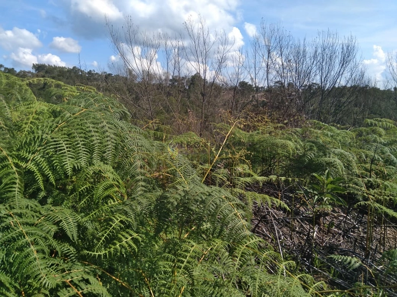 SÍTIO  A VENDA: 1ª foto da galeria de imagens do imóvel