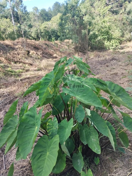 CHACARA LAPA/PR: 8ª foto da galeria de imagens do imóvel