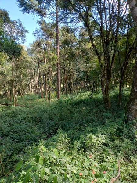 Terreno para Venda em Colombo / PR no bairro Das Graças: 30ª foto da galeria de imagens do imóvel