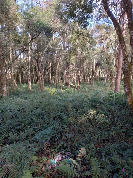 Terreno para Venda em Colombo / PR no bairro Das Graças: 25ª foto da galeria de imagens do imóvel