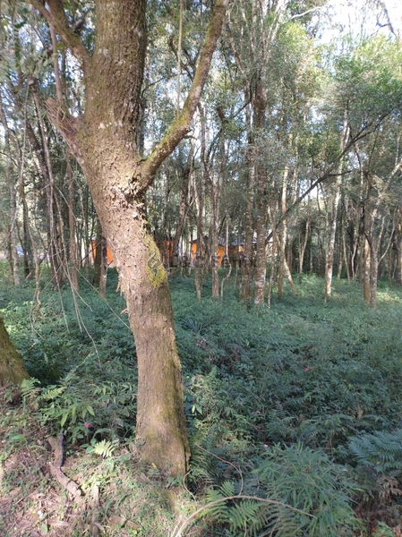 Terreno para Venda em Colombo / PR no bairro Das Graças: 27ª foto da galeria de imagens do imóvel