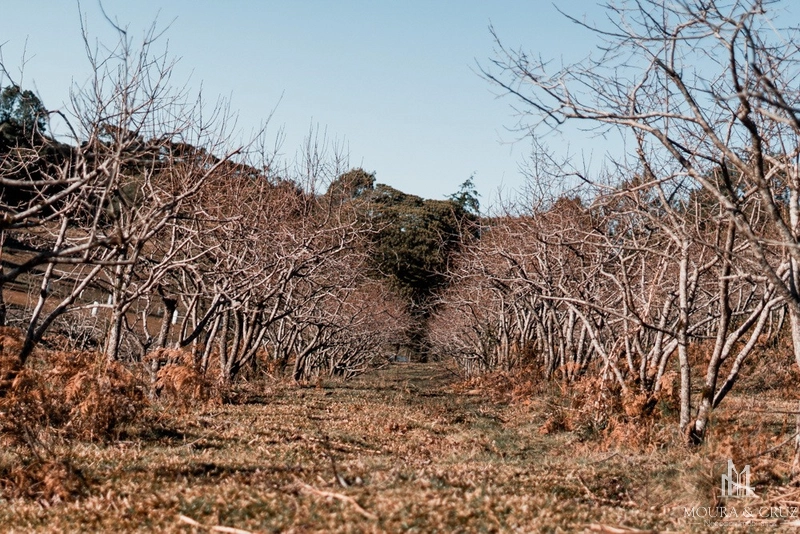 Terrenos em Gramado: 2ª foto da galeria de imagens do imóvel
