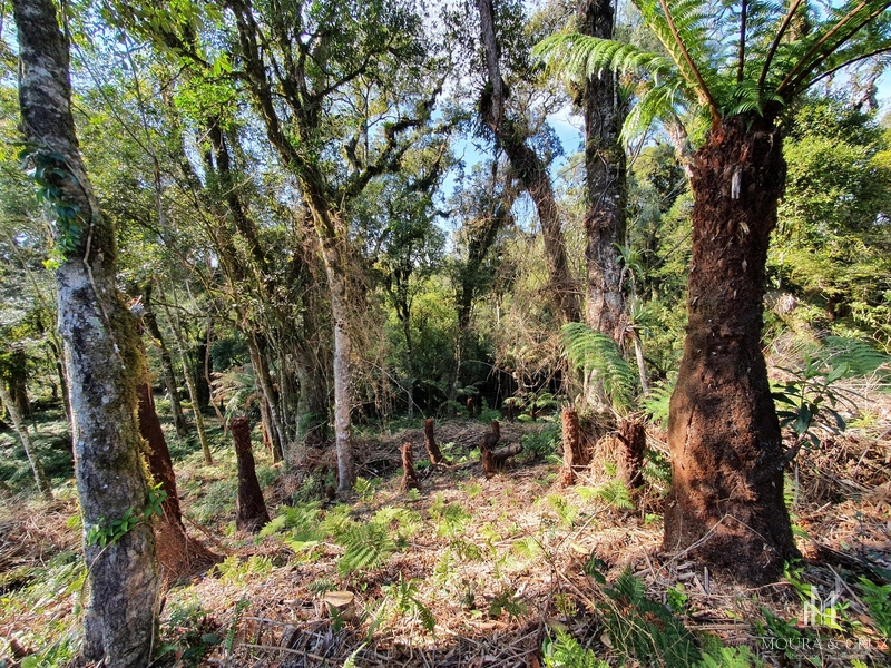 Terreno no Vivendas do Arvoredo em Gramado: 3ª foto da galeria de imagens do imóvel