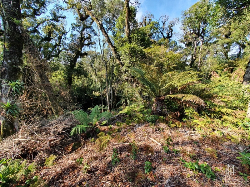 Terreno no Vivendas do Arvoredo em Gramado: 4ª foto da galeria de imagens do imóvel