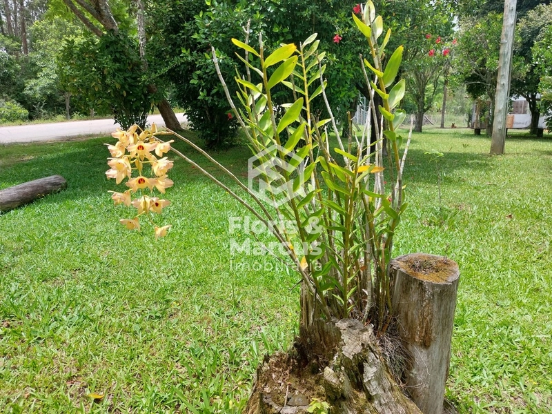 SÍTIO AS MARGENS DA ERS 350: 4ª foto da galeria de imagens do imóvel