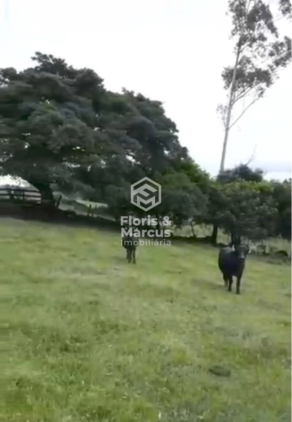 ÁREA RURAL A VENDA: 5ª foto da galeria de imagens do imóvel