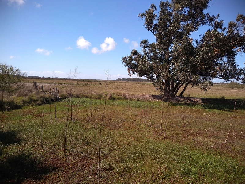 Área Rural para venda em Arambaré: 9ª foto da galeria de imagens do imóvel