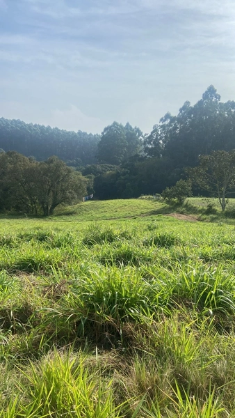 Sitio 12km do centro de Camaquã.: 2ª foto da galeria de imagens do imóvel