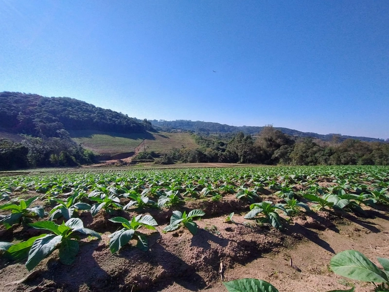Sítio com Estrutura para produção de Tabaco!: 4ª foto da galeria de imagens do imóvel