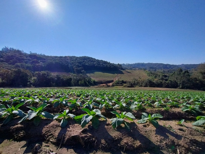 Sítio com Estrutura para produção de Tabaco!: 1ª foto da galeria de imagens do imóvel