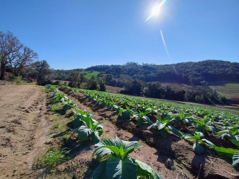 Sítio com Estrutura para produção de Tabaco!: 3ª foto da galeria de imagens do imóvel
