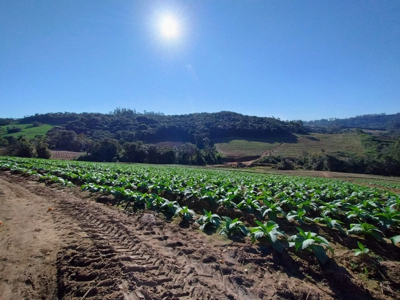 Sítio com Estrutura para produção de Tabaco!: 2ª foto da galeria de imagens do imóvel