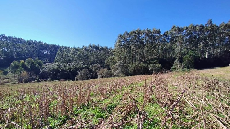 Boa oportunidade para fumicultura no interior da Chuvisca!: 3ª foto da galeria de imagens do imóvel