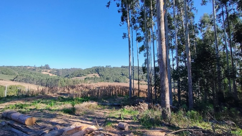 Boa oportunidade para fumicultura no interior da Chuvisca!: 2ª foto da galeria de imagens do imóvel