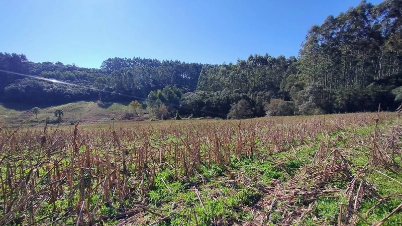 Boa oportunidade para fumicultura no interior da Chuvisca!: 5ª foto da galeria de imagens do imóvel