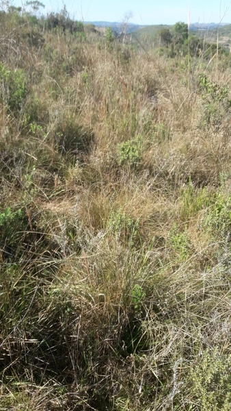 Fazenda em Caçapava 17km do asfalto.: 4ª foto da galeria de imagens do imóvel