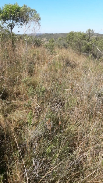 Fazenda em Caçapava 17km do asfalto.: 2ª foto da galeria de imagens do imóvel
