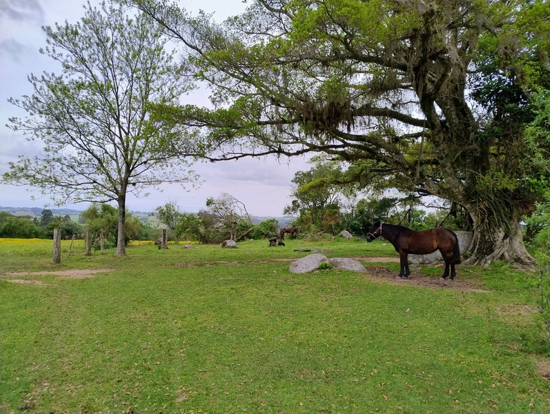 16,68ha em Santa Isabel.: 4ª foto da galeria de imagens do imóvel