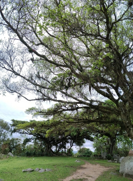 16,68ha em Santa Isabel.: 1ª foto da galeria de imagens do imóvel