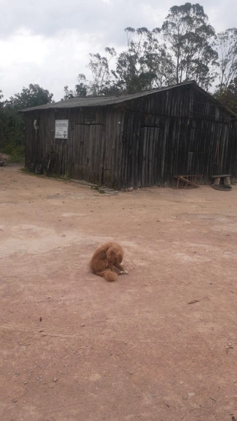Chácara em Mariana Pimentel: 9ª foto da galeria de imagens do imóvel