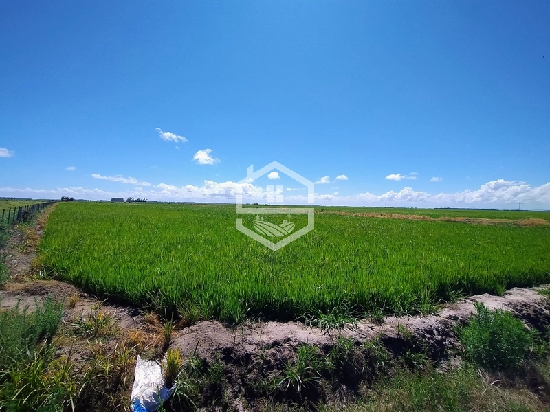 173ha de Campo e lavoura...: 5ª foto da galeria de imagens do imóvel