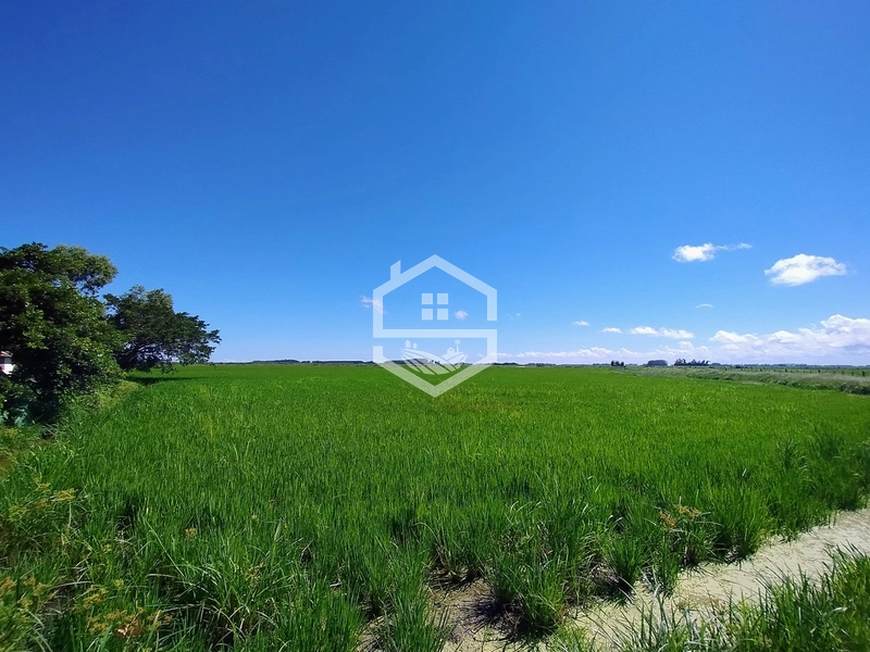 173ha de Campo e lavoura...: 3ª foto da galeria de imagens do imóvel