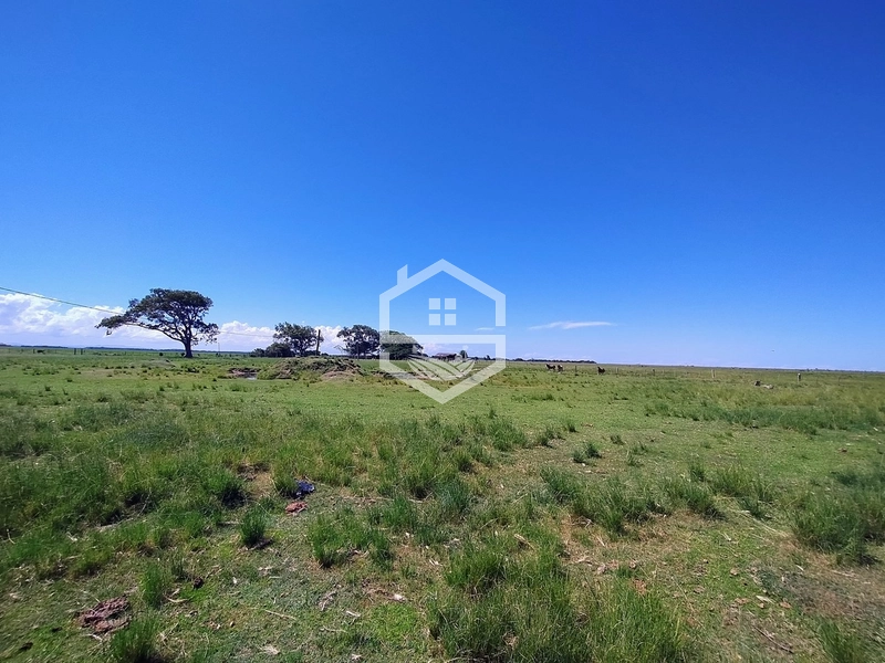 173ha de Campo e lavoura...: 2ª foto da galeria de imagens do imóvel