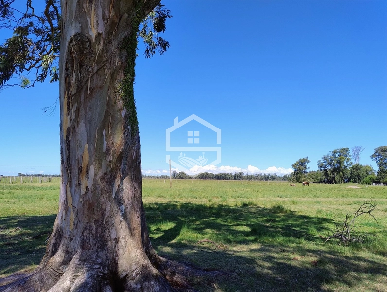 173ha de Campo e lavoura...: 17ª foto da galeria de imagens do imóvel