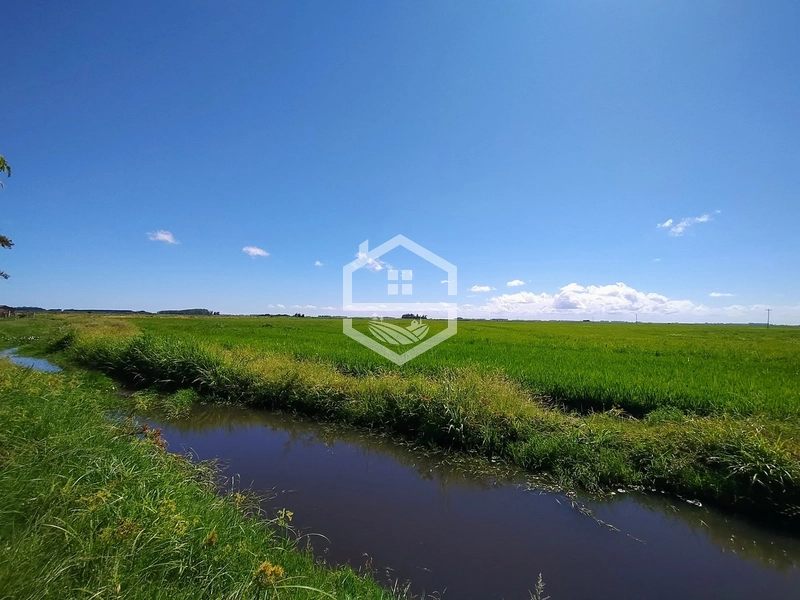 173ha de Campo e lavoura...: 20ª foto da galeria de imagens do imóvel