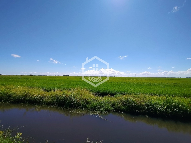 173ha de Campo e lavoura...: 19ª foto da galeria de imagens do imóvel